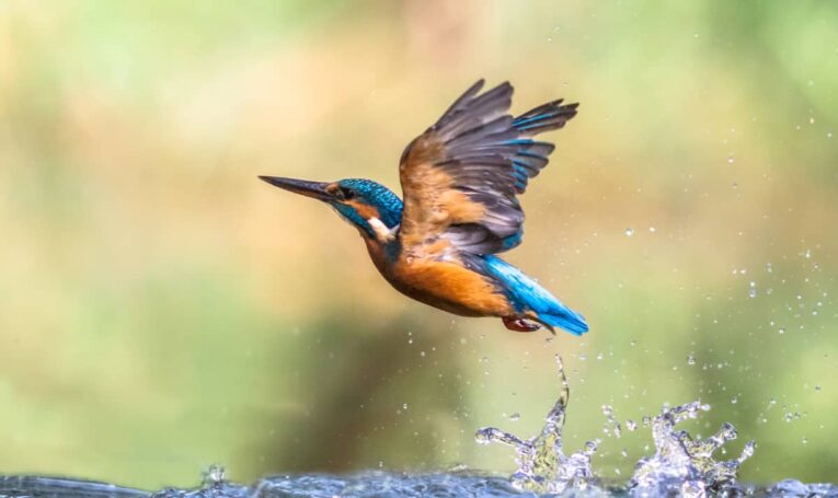 Bird in flight