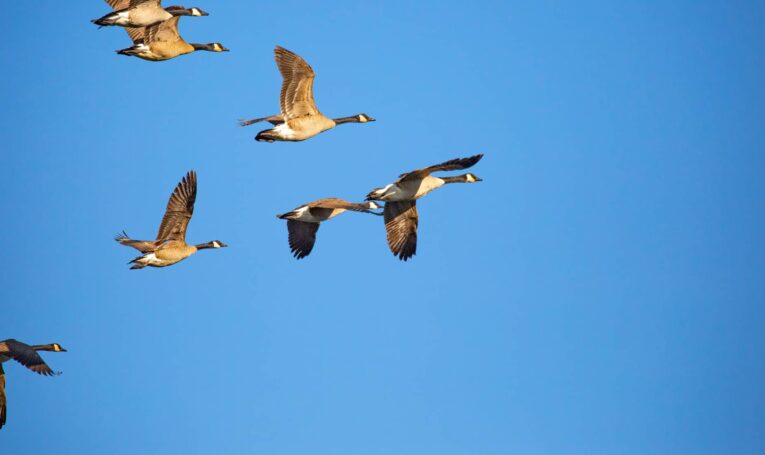 Flying ducks