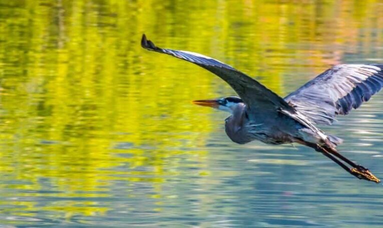 Bird in Flight