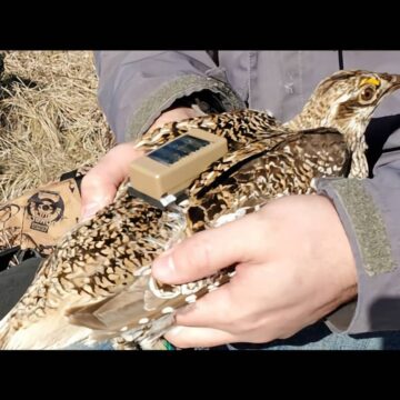 Sharp Tail Grouse